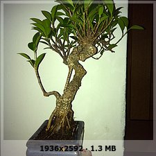 mi ficus retusa 318c53c3354dcde21f125b13957171e6o