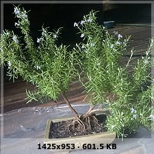 presento a mi bonsai 39d6d6d48c2485e175b59a9644b8a3d1o