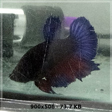 Pueden decirme que variedad de Bettas son los  que tengo? 3ec48079ba9834aff0574bd02217c3dfo