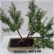 presento a mi bonsai 45f82bad51246ddea31ff2207ab13152o