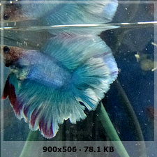 Pueden decirme que variedad de Bettas son los  que tengo? 468e668178878fdfbf8ad1e59c3413e7o