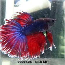 Pueden decirme que variedad de Bettas son los  que tengo? 48806fcbaff6e7377cfd88624c0cd2f2o