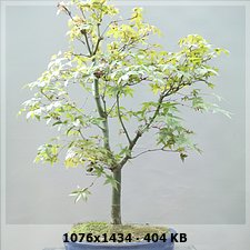 Nuevo en este mundo y presento a mi primer bonsai 4ee502471217914a32f314ea92fc58bbo