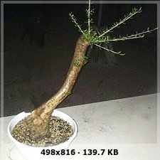 yamadori - yamadori ullastre 6688bdccdae9fdefcfc39cc1e4e6e611o