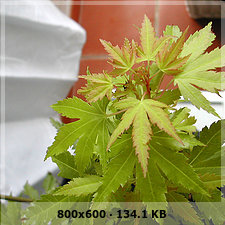 palmatum katsura 68255eeac7d54a7d3272d137136539beo