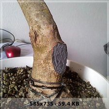 yamadori - yamadori ullastre 781d3e8fdc5a68ba990b8d076caca584o