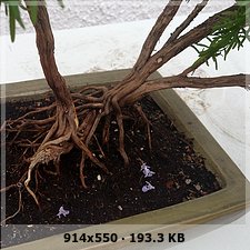presento a mi bonsai 7bda9ab9f3a0e20094f9f50be23c1f35o