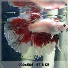 Pueden decirme que variedad de Bettas son los  que tengo? 7d1669fb4a204a12c997a6ea4eea1892o