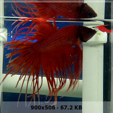 Pueden decirme que variedad de Bettas son los  que tengo? 86374cfe65352e671a8aa3204e4a37e9o