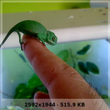 Nacimiento de calyptratus en masa¡¡¡¡¡ 880a260daf49f0ae486fff02ce333a5eo