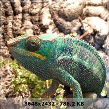 Yitan-Furcifer Pardalis Nosy be x Ambilobe 88edbc553844fe7d75f46144217aa24eo