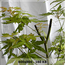 palmatum katsura 9400e0255d30eb54d76e8544b3ac9cb7o