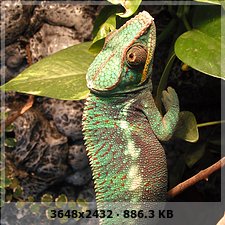 Yitan-Furcifer Pardalis Nosy be x Ambilobe 9858a3c2c428b1ce81c67fffc72f7133o