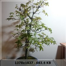 Nuevo en este mundo y presento a mi primer bonsai A0b041d21ab71c73bfbf1afe353b4b65o