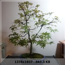 Nuevo en este mundo y presento a mi primer bonsai A317e54d38571d51de15252b68eb95eco