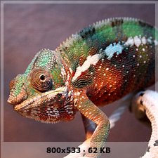 Fotos de Brutus furcifer pardalis A767d283a36daf7c0e1b49c453ad7d0co