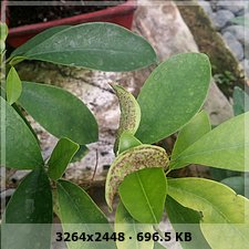 ficus - Duda con la compra de este ficus ( Que es esto?) que hago?? Adcb8c7c8d1b69694a02336ce8ac8376o