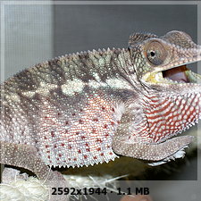 Roger (macho de furcifer pardalis) C134ddde1a027f04d40a3cabe842065bo