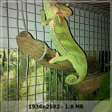 mi calyptratus 3-4 meses C4d96fd376659cd0a276bbb44e0fec90o