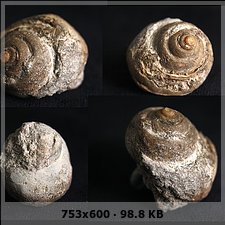 Gasterópodos, Eoceno,  Priaboniense, Huesca E837b094fab4ecf926f986b6029136b5o