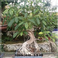 Duda con la compra de este ficus ( Que es esto?) que hago?? Eba467bcd749b7f0e6fc395058dd1087o