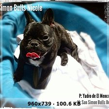 Presento a San Simon Bulls Nicolle (Lima -Perú) Ee91629f75318798a536d22370388919o