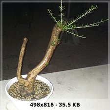 ullastre - yamadori ullastre F353339f2e3fa8a69f2501e3c8d72d62o