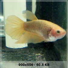 Pueden decirme que variedad de Bettas son los  que tengo? F44f0101a6280ae7ef52349aa8b5f8a1o