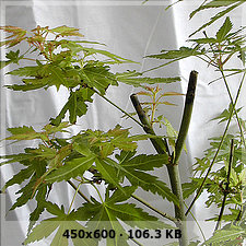 palmatum katsura F7f1e2e49a2e74a26a0061fc64ce1498o