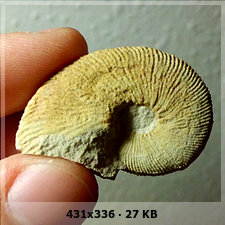 Ammonites Cretacico F850a2111d91404acb8ea55b2fc9fc4do