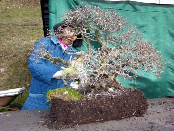 Corniolo, il lungo percorso D95bec693072733