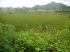 Hiking Tin Shui Wai - 頁 25 98ddd51238625534