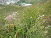 Hiking Tin Shui Wai - 頁 25 03fd701232583834