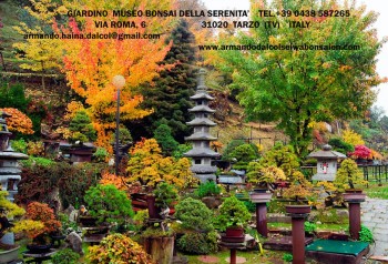 Come avete iniziato a fare bonsai? - Pagina 3 83b5d0695712583