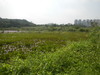 Hiking Tin Shui Wai - 頁 17 C477e41013123284