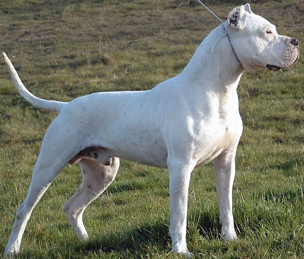 Harper Collins MTS2_PharaohHound_828248_Dogo_Argentino_stacked