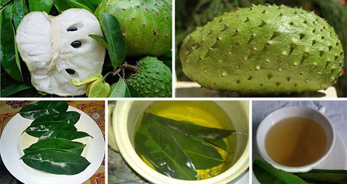 meo vat va thuoc chua benh The-Leaves-of-Soursop-