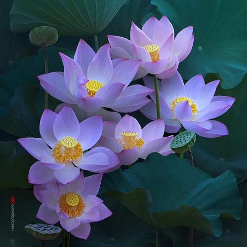 Bộ ảnh hoa sen đẹp tuyệt vời  Hoa-sen-dep-tuyet-voi-nhat-the-gioi10