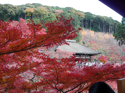 Du lịch Nhật Bản: Mùa Kyoto nồng nàn Koyo1