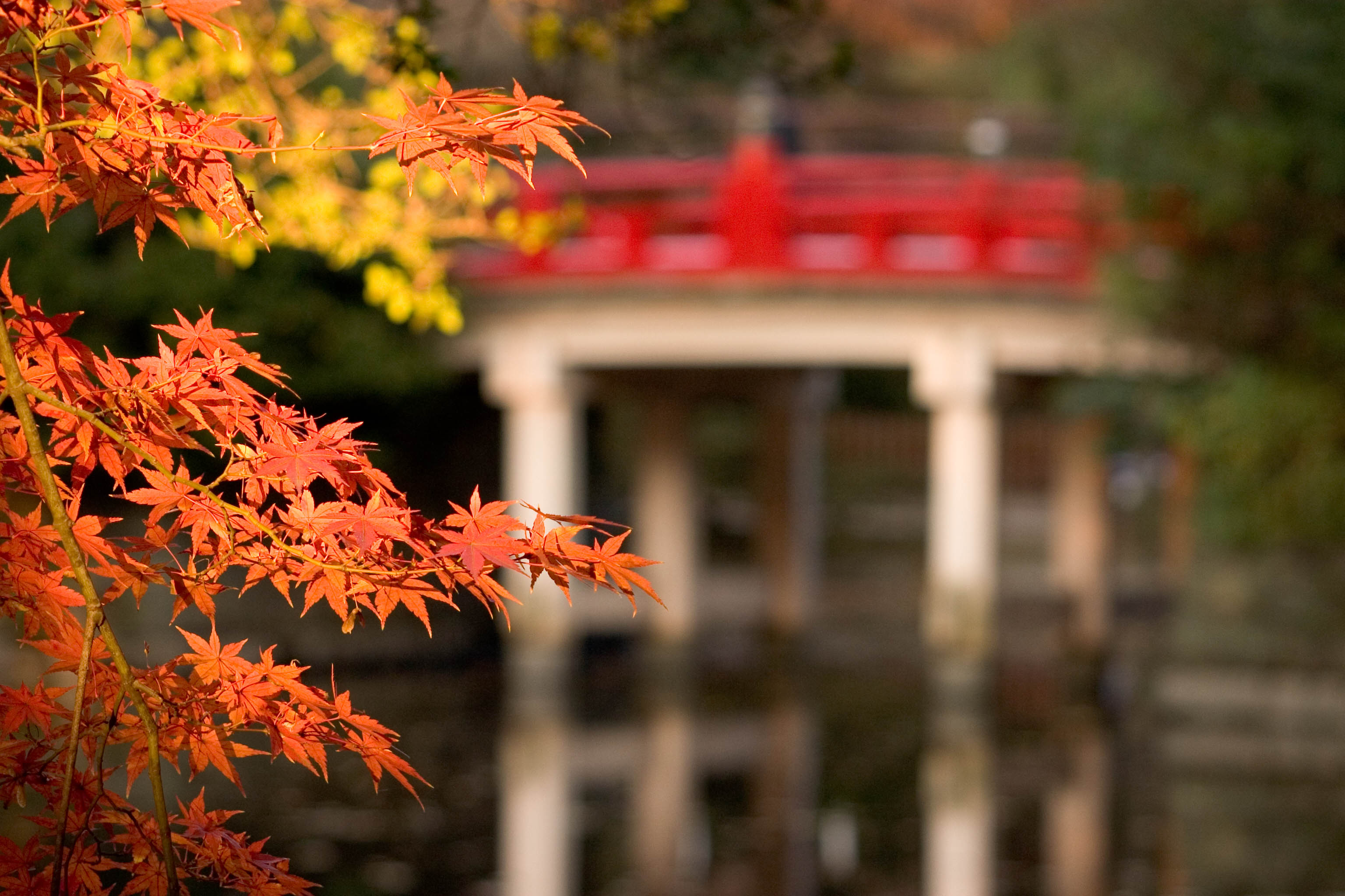 Du lịch Nhật Bản: Mùa Kyoto nồng nàn Koyo4