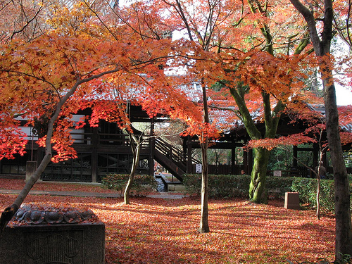 Du lịch Nhật Bản: Mùa Kyoto nồng nàn Koyo7