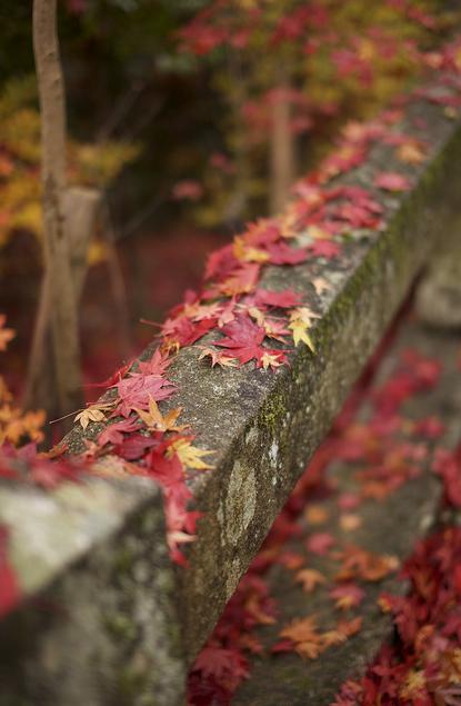 Du lịch Nhật Bản: Mùa Kyoto nồng nàn Koyo11