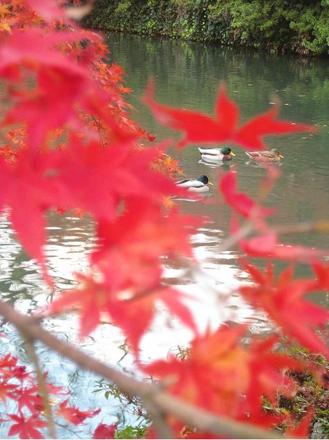 Du lịch Nhật Bản: Mùa Kyoto nồng nàn Koyo16