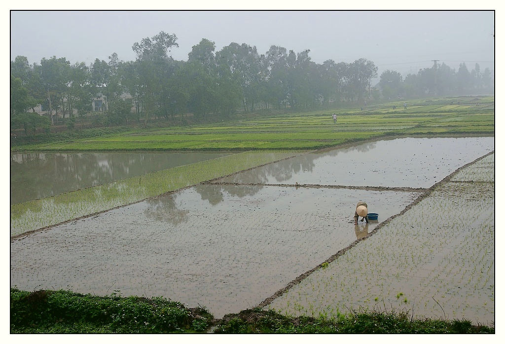 Vietnam : travaux des champs Champs01