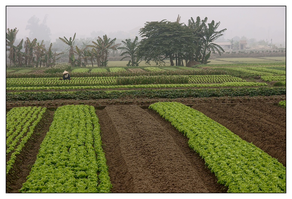 Vietnam : travaux des champs Champs03