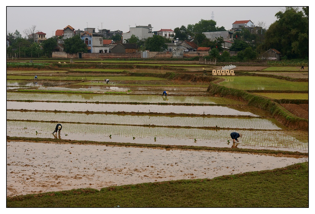 Vietnam : travaux des champs Champs06