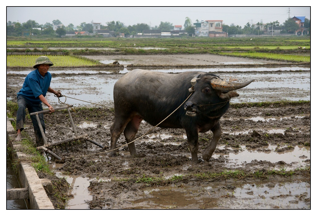 Vietnam : travaux des champs Champs07