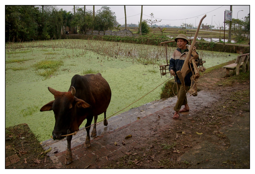 Vietnam : travaux des champs Champs08