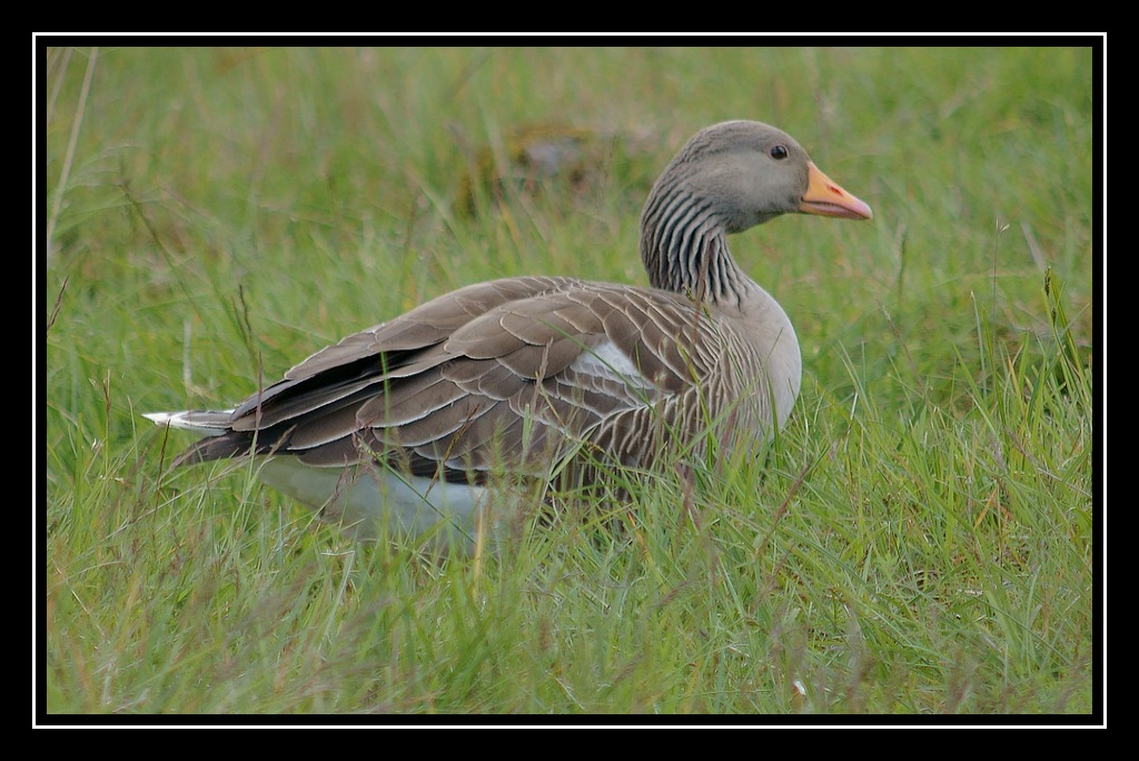 Islande : les oiseaux DSC04991_GF