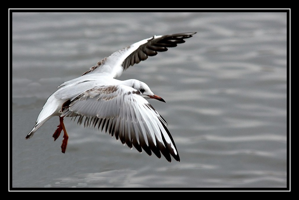 Animaux d'Islande. Oiseau-vol-lac-2